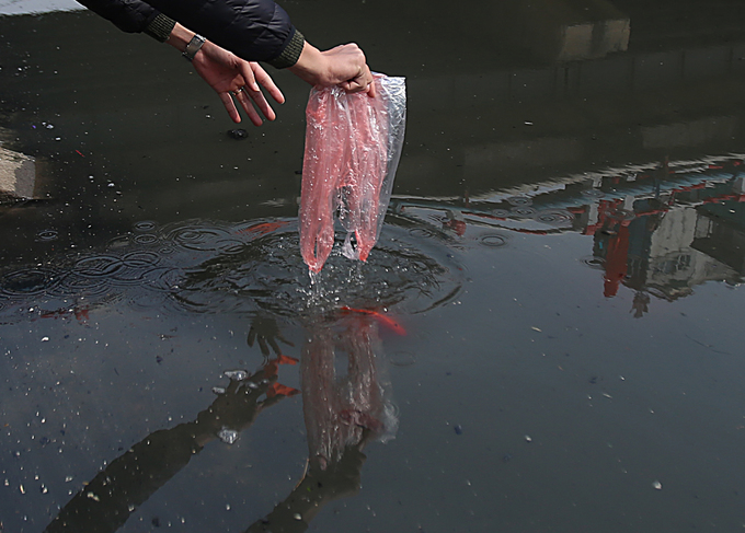 Cá chép chết nổi khi vừa được thả ở sông Tô Lịch